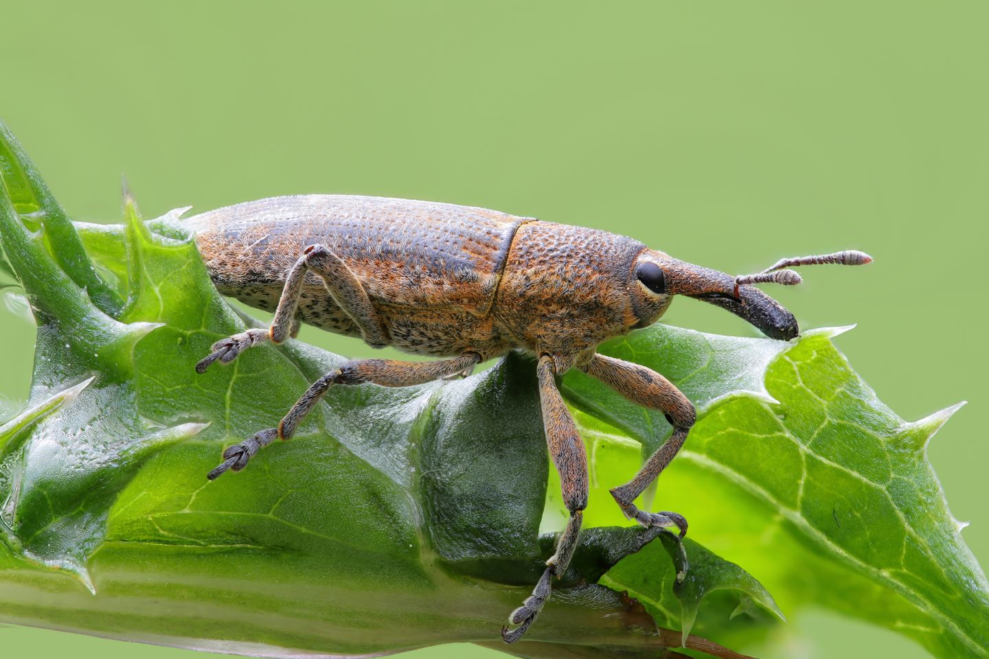 Curculionidae - Lixus pulverulentus